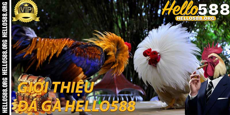 Giới thiệu về Đá Gà Hello588