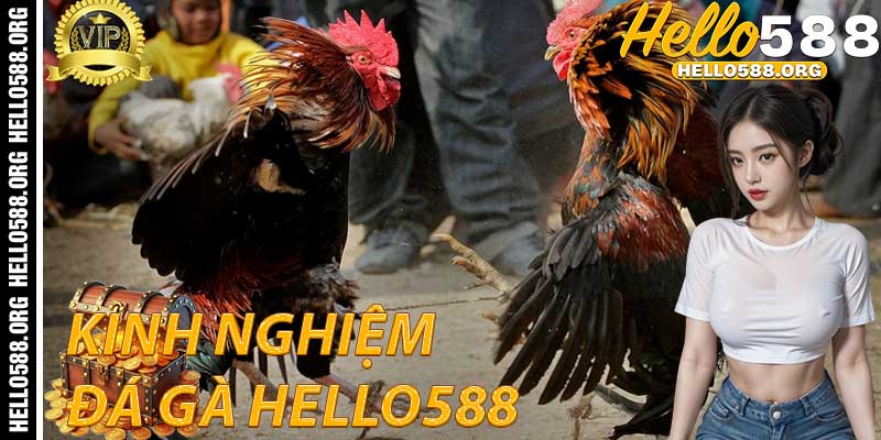 Kinh nghiệm chơi Đá Gà Hello588